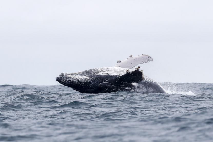 Paus bungkuk (Ilustrasi). Kamera drone merekam manuver paus bungkuk saat mereka makan.