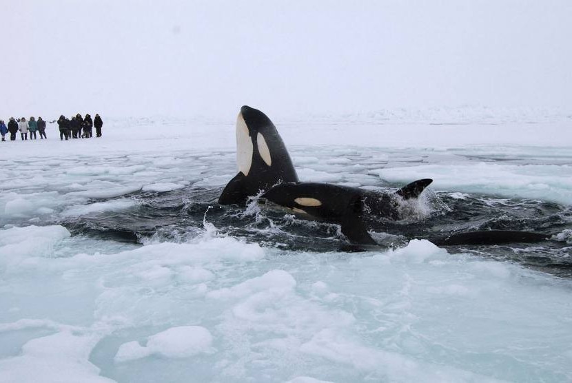 Paus pembunuh bergiliran berenang di permukaan air sempit yang tak tertutupi lapisan es (REUTERS)