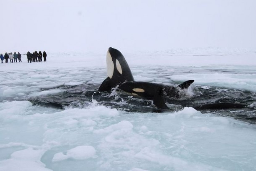 Paus pembunuh, Orca, terjebak di bawah es di kawasan lepas pantai timur Hudson Bay. Mereka terlihat putus asa menyembul dari lubang kecil terbatas untuk mendapatkan oksigen.