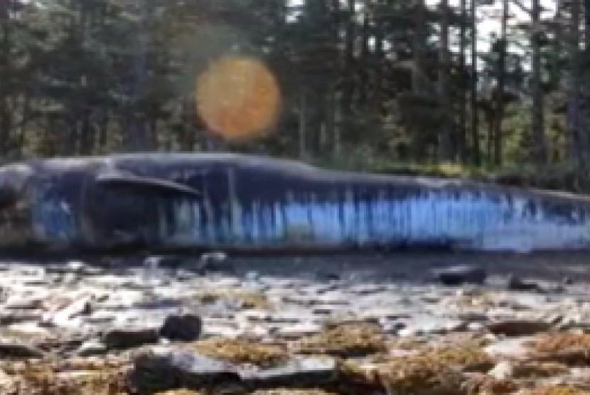  paus tewas yang terdampar di pantai Alaska dari Samudra Pasifik Utara