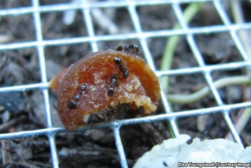 Pavement ants atau semut trotoar memakan umpan yang disediakan dalam percobaan North Carolina State University yang mengkalkulasikan seberapa banyak junk food yang bisa dimakan semut dan antropod lainnya dari jalanan perkotaan di New York.