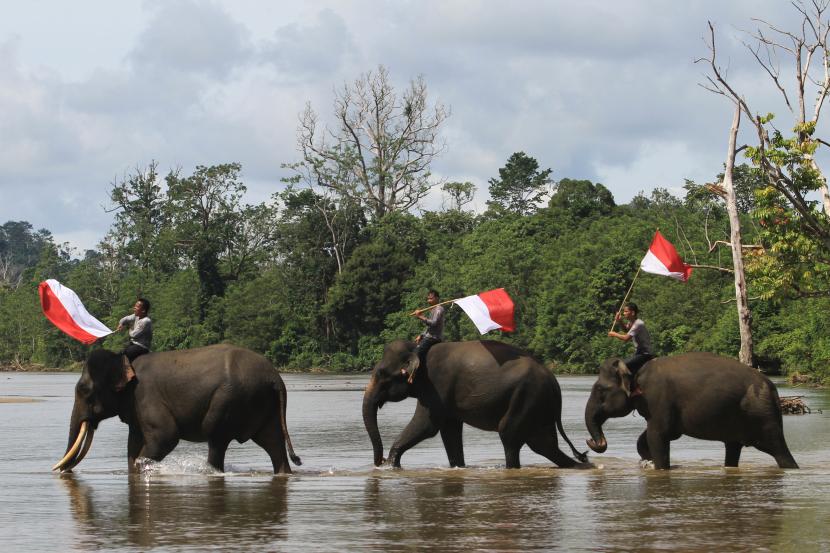 Pawang gajah (mahout) mengibarkan Bendera Merah Putih saat menunggangi gajah sumatera, (ilustrasi).