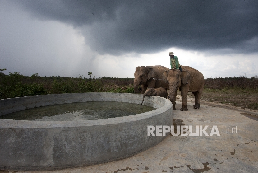   Pawang gajah memberi minum gajahnya usai di lepas liarkan di Taman Nasional Way Kambas, Lampung.