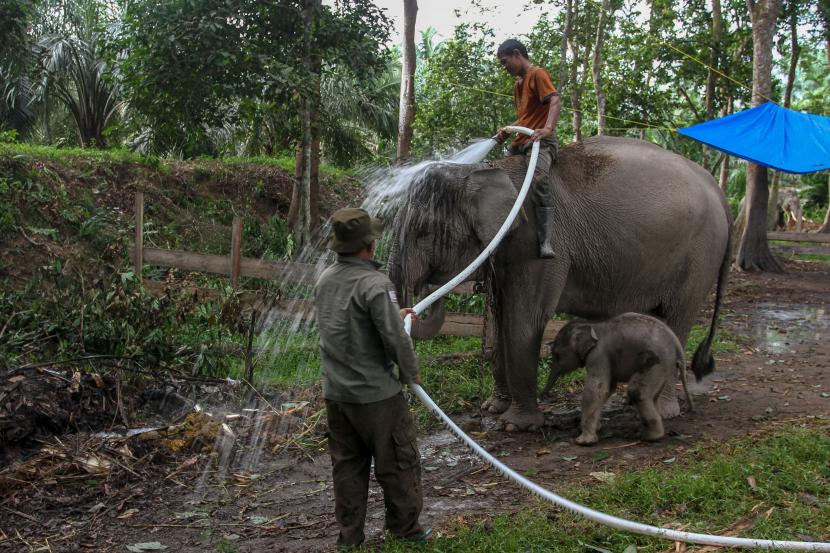 Pawang (mahout) memandikan induk gajah sumatera jinak yang bernama Ngatini dan anaknya Damar yang baru berusia empat hari di Taman Wisata Alam (TWA) Buluhcina, Kabupaten Kampar, Riau, Senin (6/7/2020). Anak gajah jinak berjenis kelamin jantan ini lahir pada Jumat (3/7/2020) yang lalu dari pasangan gajah jinak jantan Robin dan betina Ngatini dengan berat 50 kg.