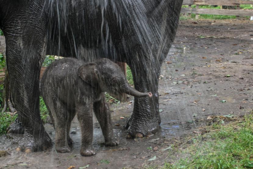 anak gajah sumatra (ilustrasi)