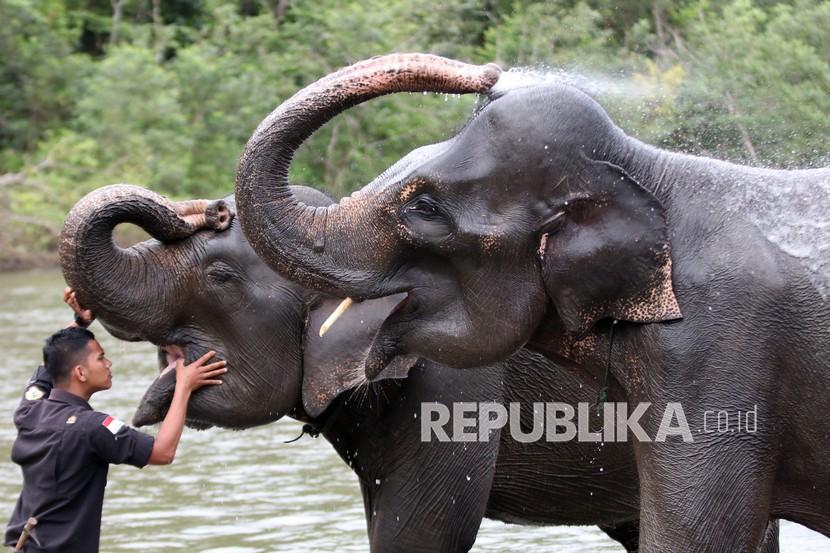 Pawang (mahout) memeriksa kesehatan mulut gajah Sumatra (Elephas maximus sumatranus) jinak.
