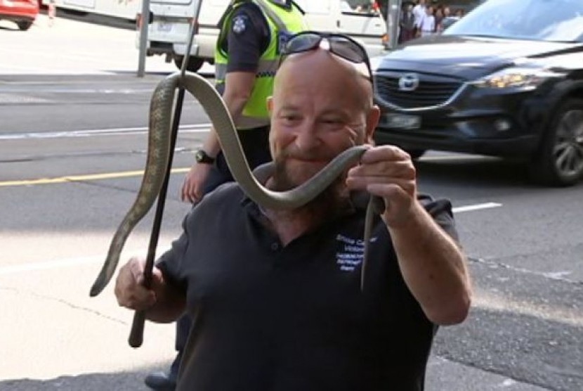 Pawang reptil, Barry Goldsmith, mengatakan, ular macan yang terluka ini akan dirawat oleh dokter hewan.