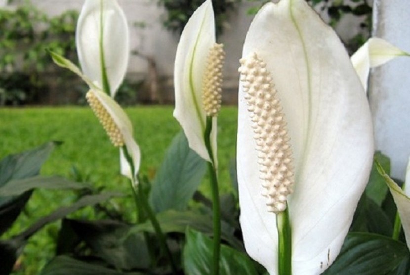 Peace lily (ilustrasi). Jika dimakan, peace lily dapat menimbulkan rasa kesemutan atau panas yang diikuti pembengkakan pada bibir, mulut, dan lidah.