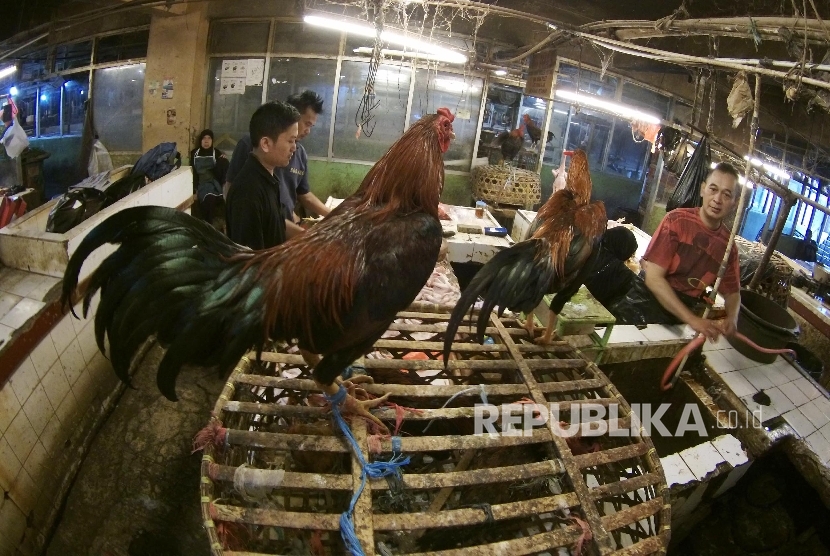 Pedagang ayam menunggu pembeli, di Pasar Kosambi, Kota Bandung, Kamis (21/1). 