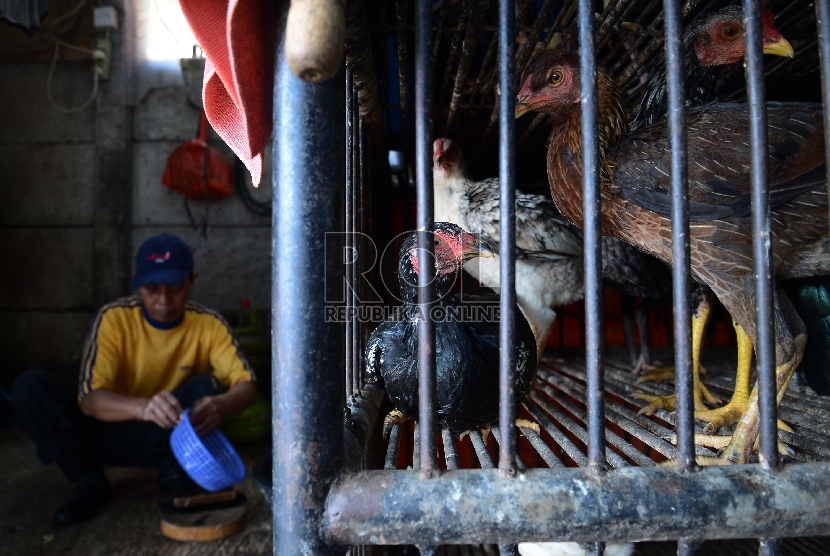 Pedagang ayam menunjukan ayam dagangannya di Pasar Senen, Jakarta Pusat, Rabu (21/1).  ( Republika/Raisan Al Farisi)