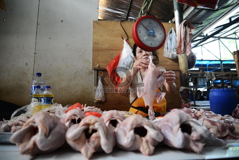 Pedagang ayam menunjukan ayam dagangannya di Pasar Senen, Jakarta Pusat, Rabu (21/1).  ( Republika/Raisan Al Farisi)