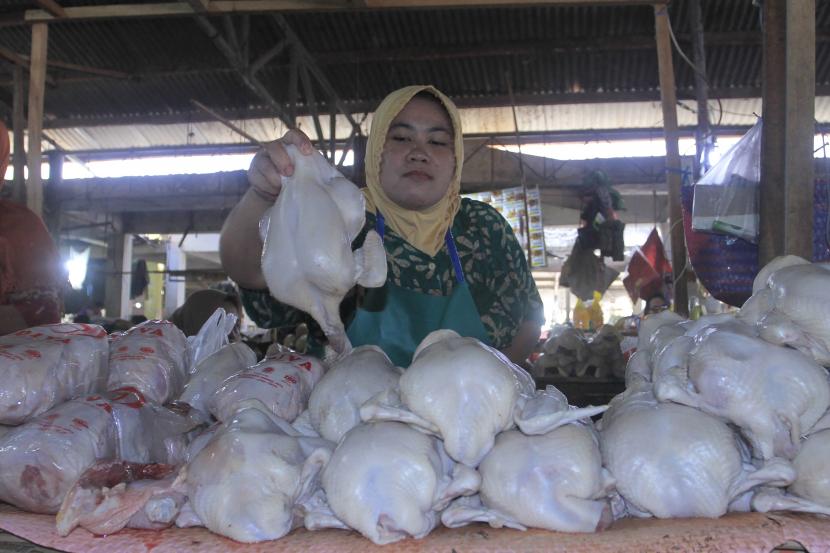  Harga Daging Ayam di Padang Panjang Alami Kenaikan. Foto:  Pedagang ayam pedaging merapikan dagangannya di Pasar (Ilustrasi)