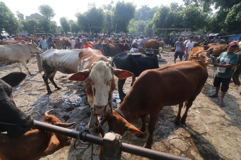 Pedagang bertransaksi sapi di pasar hewan, ilustrasi. Kementerian Pertanian menyiapkan prosedur penyediaan hewan kurban sejak 14 hari sebelum Idul Adha 