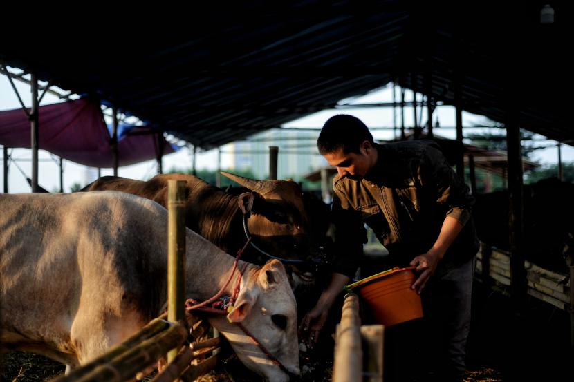 Pedagang hewan kurban memberikan pakan di tenda penjualan hewan kurban di kawasan Kuningan, Jakarta, Selasa (21/6/2022). Sejumlah warga menilai wabah penyakit mulut dan kuku (PMK) bukan menjadi alasan untuk tidak berkurban saat Hari Raya Idul Adha 1443 Hijriah.