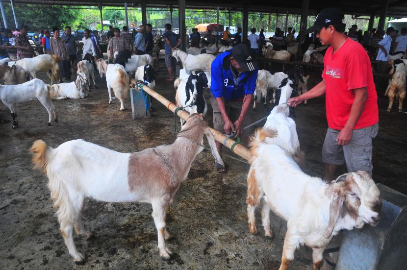 Pedagang kambing menggelar dagangannya di Pasar Hewan Jurang, Kudus, Jawa Tengah.