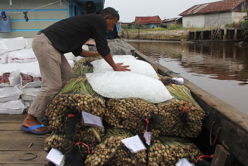Pedagang meletakkan batu es di atas serai wangi (Cymbopogon Nardus, L) yang akan diekspor ke Melaka di Pelabuhan Rakyat Petak Panjang, Dumai, Riau, Selasa (24/7). 