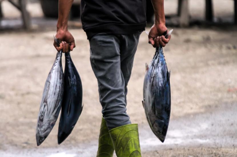 Pedagang membawa ikan segar, (ilustrasi). Potensi perikanan tangkap (capture fisheries) di Indonesia adalah yang terbesar di dunia.