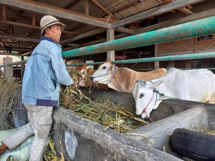 Pedagang memberi makan sapi di kandang yang berada di Kecamatan Tawang, Kota Tasikmalaya, Jumat (27/5/2022).