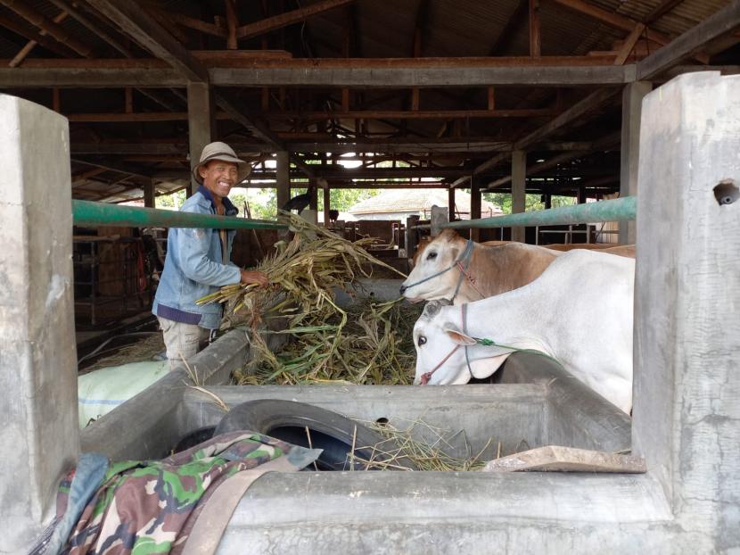 Pedagang memberi makan sapi di kandang yang berada di Kecamatan Tawang, Kota Tasikmalaya, Jumat (27/5/2022).