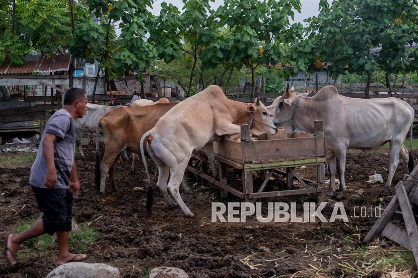 Pedagang memberi makan ternak sapi untuk hewan kurban yang dijualnya di Pasar Hewan, Palu, Sulawesi Tengah, Rabu (14/7/2021). Sejumlah pedagang mengaku permintaan hewan ternak untuk kurban tahun ini menurun sekitar 10-15 persen dibanding tahun sebelumnya karena selain harganya yang lebih tinggi, juga karena pandemi COVID-19.