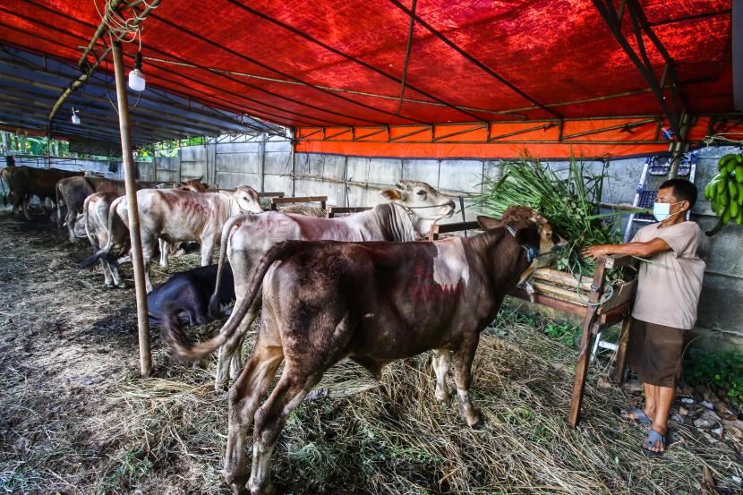 Pedagang memberikan makan sapi yang dijual di Tanah Kusir, Jakarta, Sabtu (10/7/2021). Menjelang Idul Adha di masa pandemi COVID-19, permintaan hewan kurban di daerah tersebut mengalami penurunan 30 persen dibanding tahun lalu.