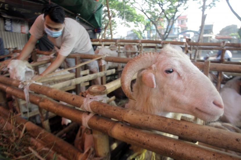 Pedagang memeriksa kondisi domba yang dijual untuk hewan kurban