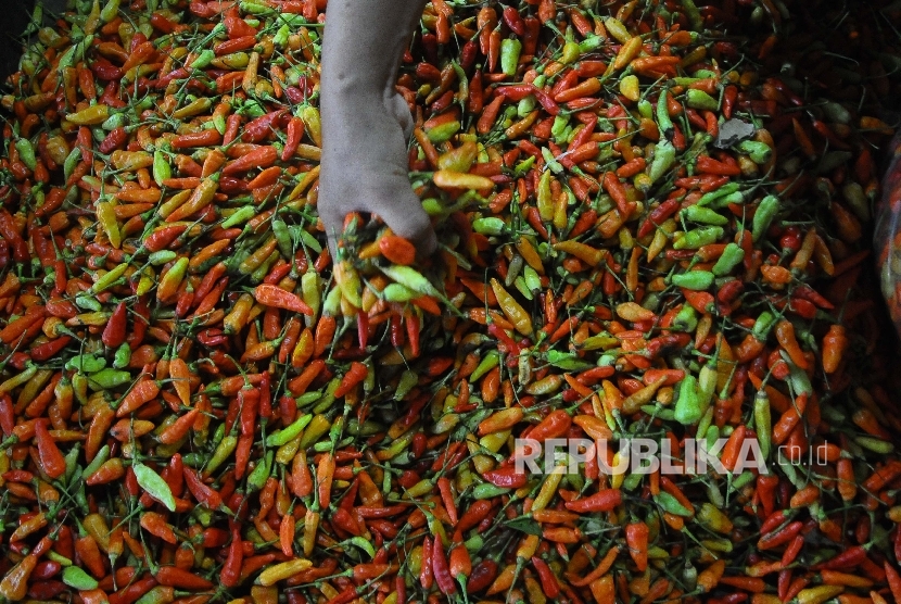 Pedagang memilah cabai di Pasar Senen, Jakarta Pusat, Senin (3/4). 