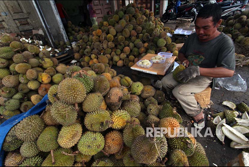 Pedagang memilih buah durian untuk dipaketkan di Medan, Sumatera Utara, Jumat (8/12). Buah durian yang dipaketkan dengan bungkusan kotak plastik itu dijual dengan harga Rp70 ribu per kotak untuk dipasarkan ke berbagai wilayah di Pulau Jawa sebagai bahan kue bolu dan pancake.
