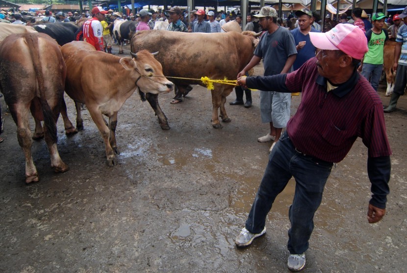 Pedagang menarik seekor sapi di Pasar Hewan Ambarawa, Kabupaten Semarang, Jawa Tengah, Selasa (23/2)