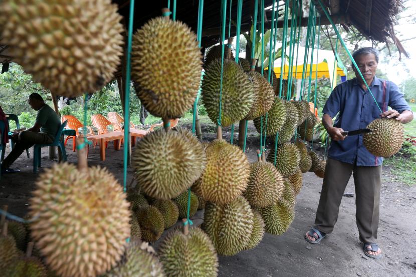 Durian. ilustrasi