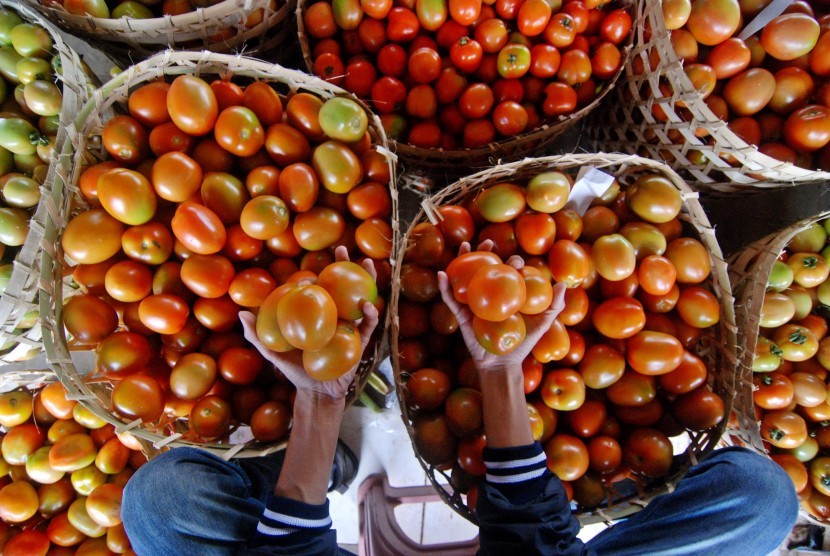 Pedagang menata tomat di Subterminal Agribisnis Bandungan, Semarang, Jawa Tengah, Kamis (17/3).