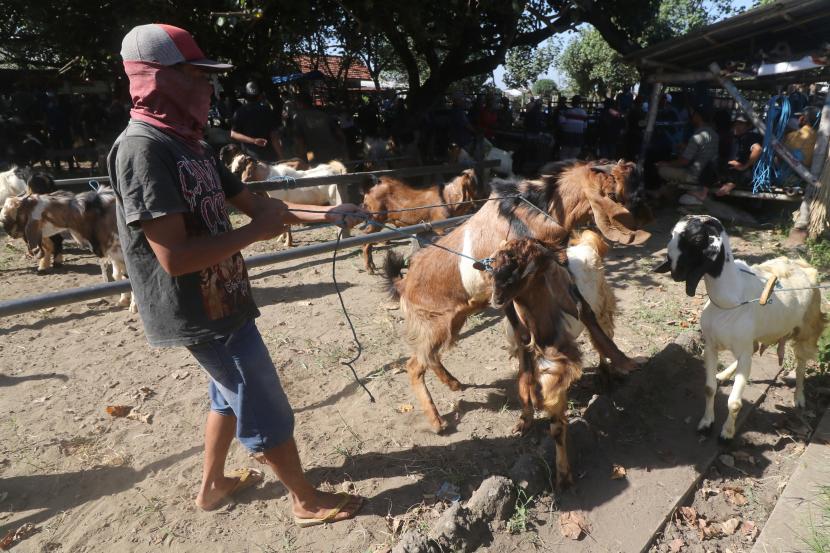 Petugas menggiring kambing kurban yang akan disalurkan (ilustrasi).