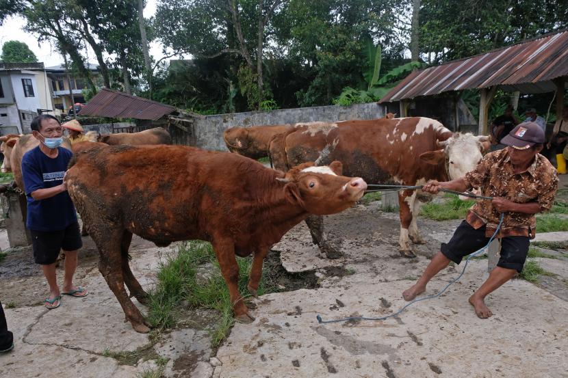 Pedagang menggiring sapi dagangannya di Pasar Hewan Ngadirejo, Temanggung, Jawa Tengah, Rabu (25/5/2022). Menurut pedagang penjualan sapi menurun hingga 50 persen karena ditutupnya sejumlah pasar hewan di wilayah Jawa Tengah akibat wabah penyakit mulut dan kuku (PMK). 149 Ekor Sapi di Temanggung Terjangkit PMK