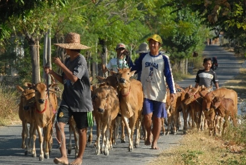   Pedagang menggiring sapi dagangannya untuk dibawa ke pasar hewan di Desa Padelegan, Pademawu, Pamekasan, Jatim