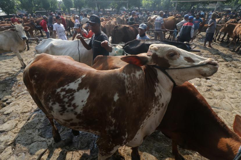 Pedagang menggiring sapi di pasar hewan Tertek, Kediri, Jawa Timur, Senin (23/5/2022). Mentan SYL pastikan pihaknya akan bekerja cepat meneliti dan menghasilkan vaksin PMK.