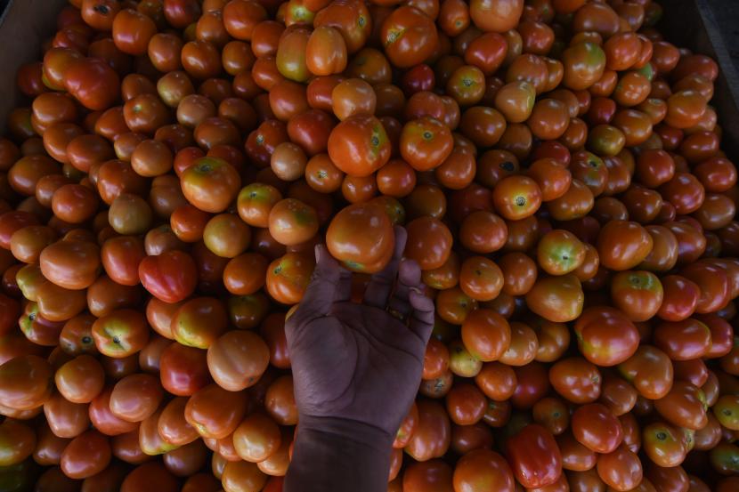 Pedagang menunjukan buah tomat jualannya, ilustrasi. Petani tomat di Desa Kebonsari, Kecamatan Kebonsari, Kabupaten Madiun, Jawa Timur, merugi akibat kondisi anomali cuaca pada musim kemarau yang melanda saat ini.