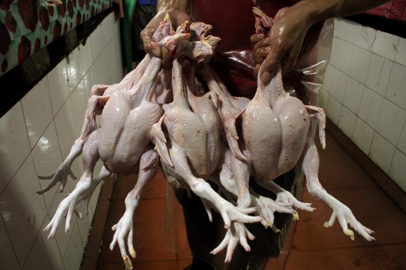 Pedagang menunjukkan ayam potong yang siap dijual.