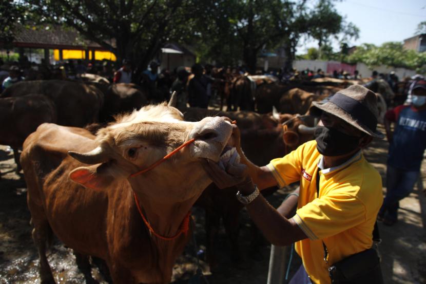 Pedagang menunjukkan kondisi kesehatan sapinya yang dijual 