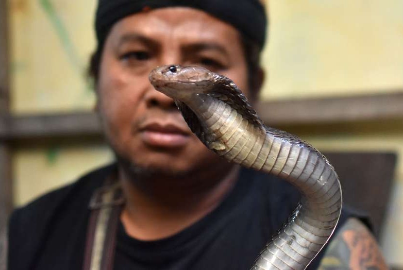 Pedagang menunjukkan ular kobra (Naja sputatrix) di Pasar Hewan (ilustrasi)