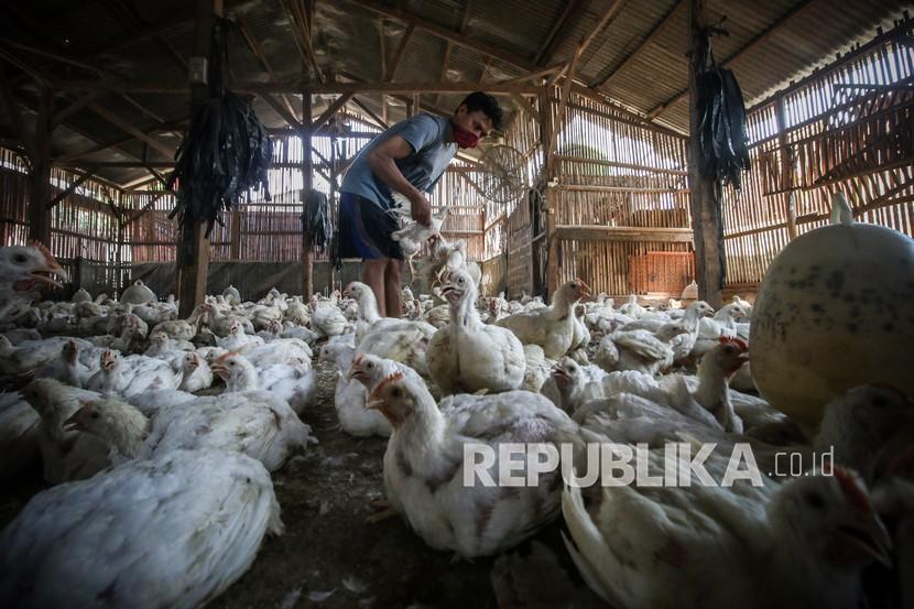 Badan Pangan Nasional (NFA) menyampaikan, upaya stabilisasi harga live ayam hidup di tingkat peternak terus digenjot melalui aksi penyerapan.