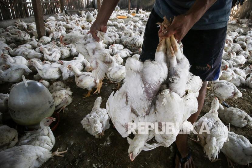 Pedagang menyiapkan ayam potong untuk pembeli di salah satu peternakan ayam. ilustrasi