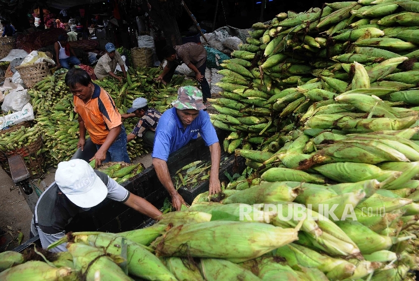  Pedagang menyusun jagung yang baru tiba dari Sukabumi untuk dijual di Pasar Induk Kramat Jati, Jakarta Timur, Selasa (19/1).  (Republika/Agung Supriyanto)