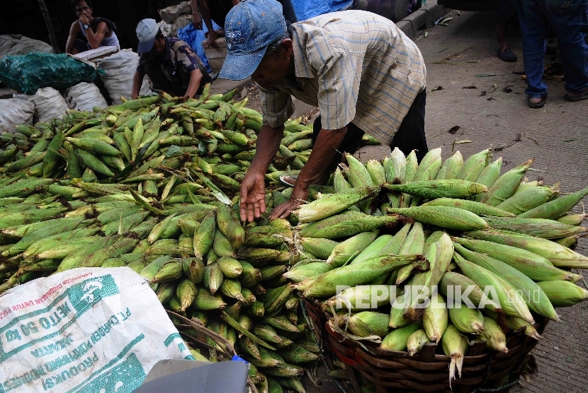  Pedagang menyusun jagung yang baru tiba dari Sukabumi untuk dijual di Pasar Induk Kramat Jati, Jakarta Timur, Selasa (19/1).   (Republika/Agung Supriyanto)
