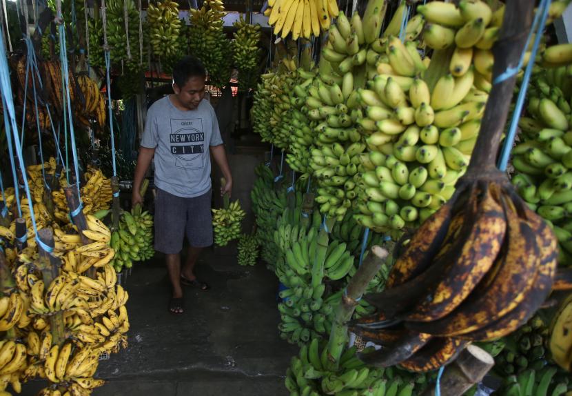 Pedagang merapihkan pisang dagangannya (ilustrasi). Omzet pedagang pisang di Kabupaten Lebak, Banten, kembali normal usai pandemi Covid-19 di daerah ini melandai sehingga dapat meraup keuntungan mencapai Rp 10 juta/bulan.