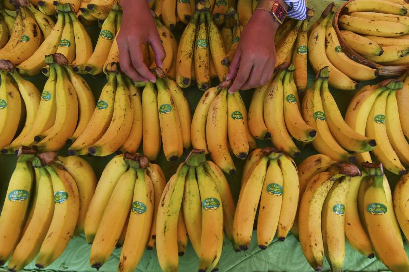 Pedagang merapikan buah pisang hasil produksi petani lokal pada gelaran Pasar Tani di halaman Kantor Dinas Tanaman Pangan dan Holtikultura Sulawesi Tengah, Palu, Sulawesi Tengah, Kamis (24/3/2022). Pasar tani tersebut menjual dan menampilkan berbagai hasil maupun produk olahan pertanian sebagai upaya untuk mendekatkan dan menunjukkan peluang pasar kepada petani.