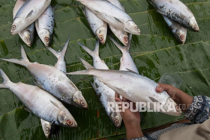 Pedagang musiman menata ikan bandeng, ilustrasi