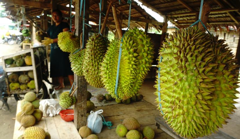 Pedagang pengepul mengangkut buah durian yang akan dijual kembali di desa Boda-Boda, di Mamuju , Sulawesi Barat, Jumat (27/8/2021). Buah durian yang dipetik pada puncak musim panen serentak di Mamuju itu kemudian dijual ke daerah Sulbar dan Sulsel yang dijual Rp 6.000 hingga Rp 35.000 per buah.
