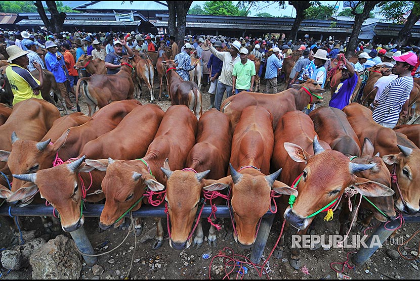 Pedagang sapi dan pembeli bertransaksi di Pasar Keppo, Pamekasan, Jawa Timur, Sabtu (30/12). Memasuki libur Natal dan Tahun Baru harga sapi Madura naik Rp750.000 hingga satu juta rupiah per ekor, karena meningkatnya permintaan sapi potong dari sejumlah daerah di Indonesia. 