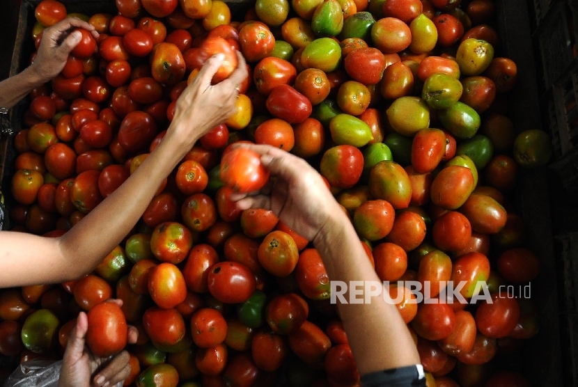  Pedagang sedang memilah tomat di pasar tradisional, Jakarta, Jumat (15/4).   (Republika/Tahta Aidilla)