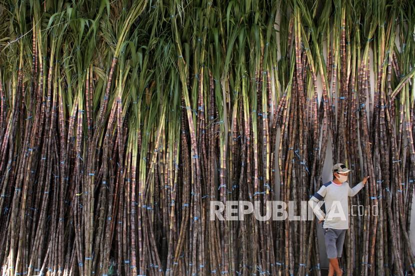 Pedagang tebu menunggu pembeli di Makassar, Sulawesi Selatan, Kamis (11/2/2021). Pemerintah telah mendirikan holding BUMN pabrik gula bernama Sugarco. 